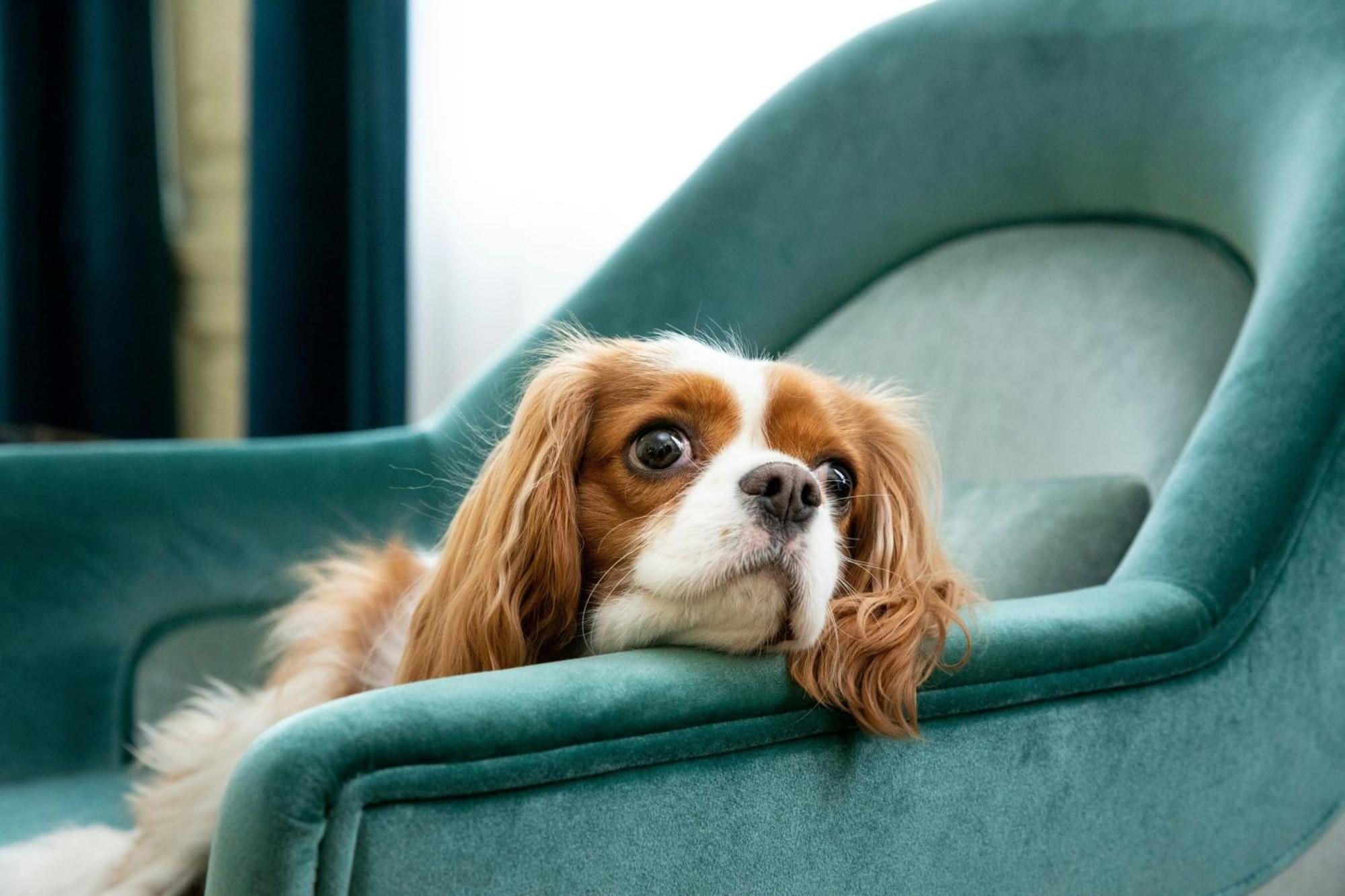 מלון Sapphire House Antwerp, Autograph Collection מראה חיצוני תמונה Cavalier King Charles Spaniel